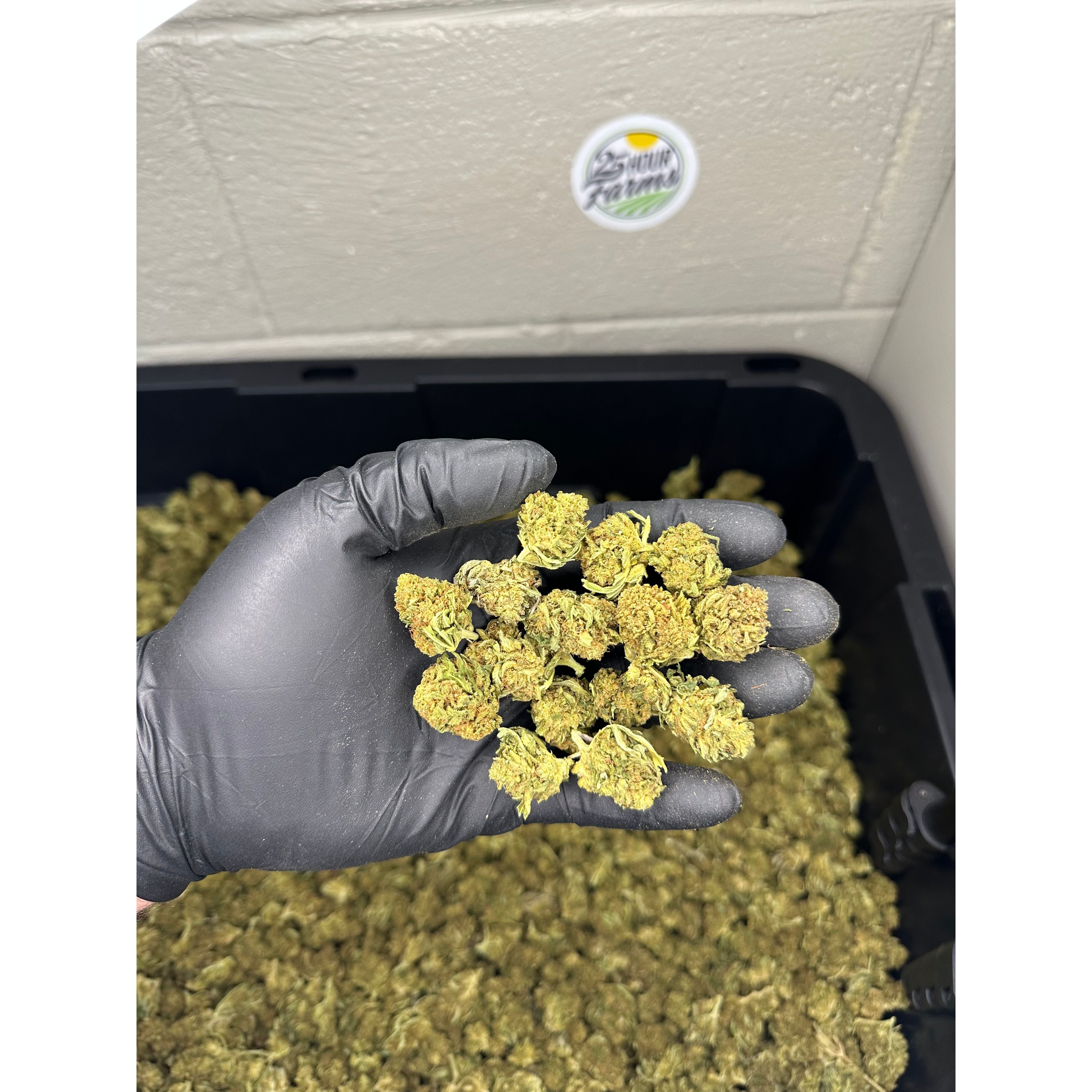 Hawaiian Haze Hemp Flower Smalls